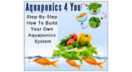 Read more about the article Building a Step by Step Aquaponics System